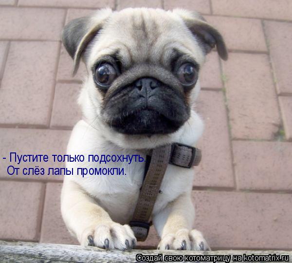 Котоматрица: - Пустите только подсохнуть. От слёз лапы промокли.