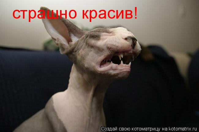 Котоматрица: страшно красив!