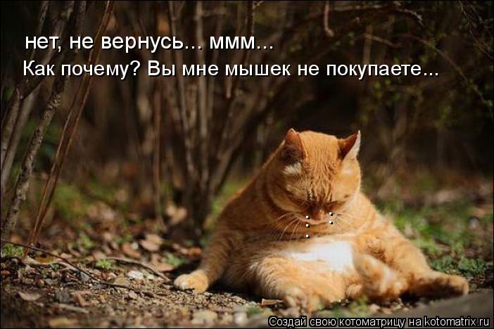 Котоматрица: нет, не вернусь... ммм... Как почему? Вы мне мышек не покупаете...  : : .