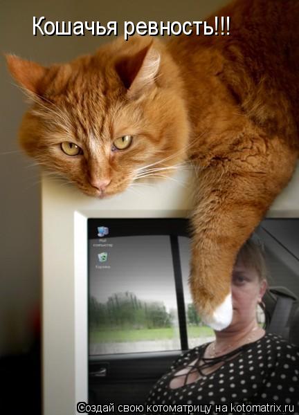 Котоматрица: Кошачья ревность!!!