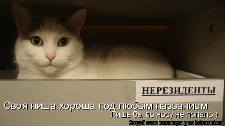 Котоматрица: Своя ниша хороша под любым названием Лишь бы по носу не попало )