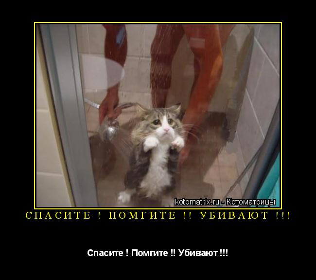 Котоматрица: Спасите ! Помгите !! убивают !!! Спасите ! Помгите !! Убивают !!!