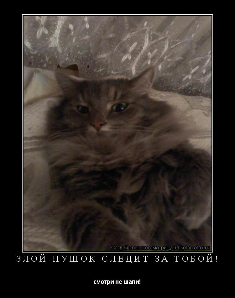 Котоматрица: Злой Пушок следит за тобой!  смотри не шали!
