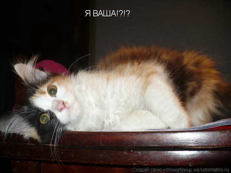 Котоматрица: Я ВАША!?!?