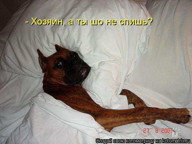Котоматрица: - Хозяин, а ты шо не спишь?