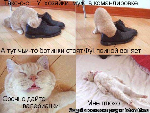 Котоматрица: Такс-с-с!   У  хозяйки  муж  в командировке. Мне плохо!   Срочно дайте  валерианки!!! А тут чьи-то ботинки стоят.Фу! псиной воняет!