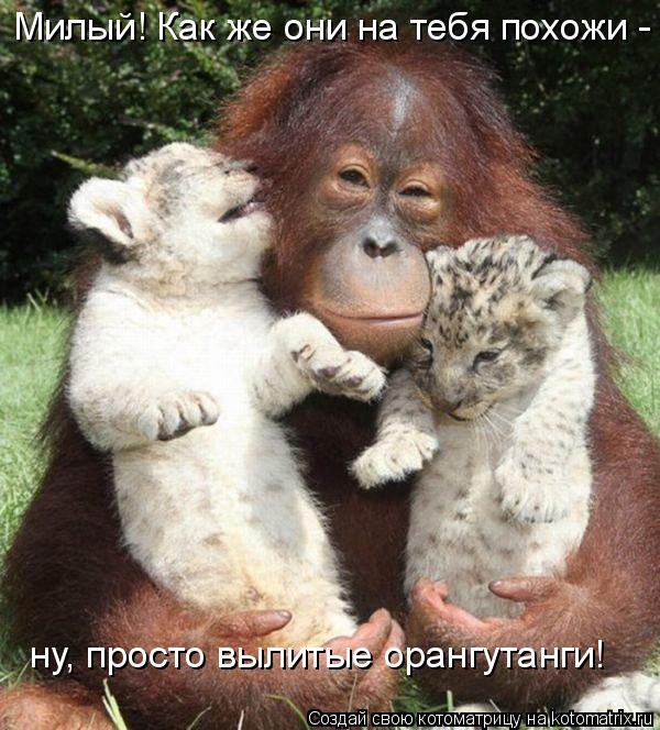 Котоматрица: Милый! Как же они на тебя похожи - ну, просто вылитые орангутанги!