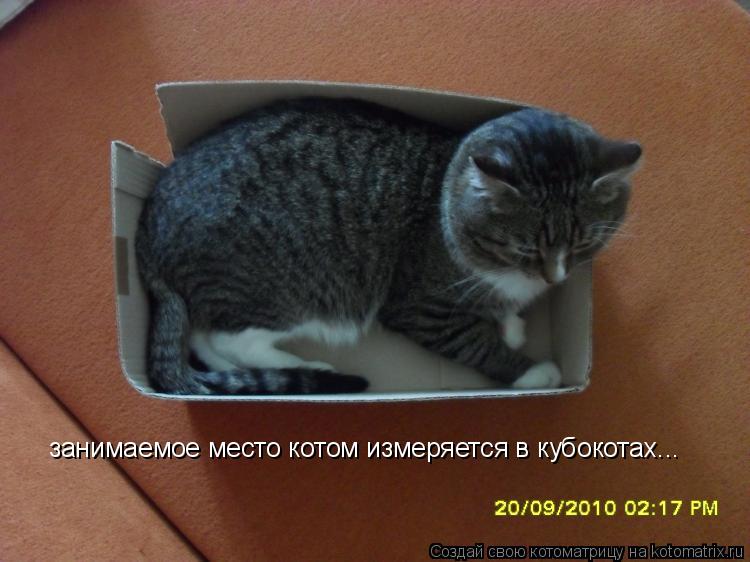 Котоматрица: занимаемое место котом измеряется в кубокотах...