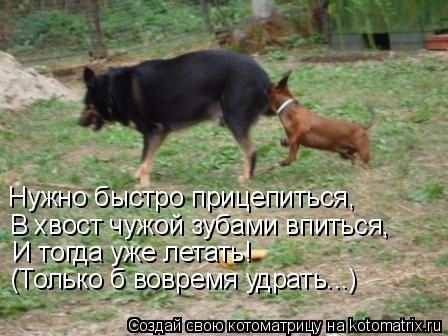 Котоматрица: Нужно быстро прицепиться, В хвост чужой зубами впиться, И тогда уже летать! (Только б вовремя удрать...)