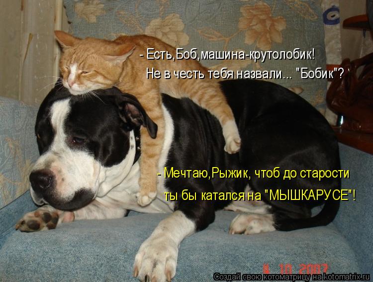 - Есть,Боб,машина-крутолобик! Не в честь тебя назвали... "Бобик"? - Мечтаю,Рыжик, чтоб до старости ты... Котоматрица: - Есть,Боб,машина-крутолобик! Не в честь тебя назвали... "Бобик"? - Мечтаю,Рыжик, чтоб до старости ты бы катался на "МЫШКАРУСЕ"!