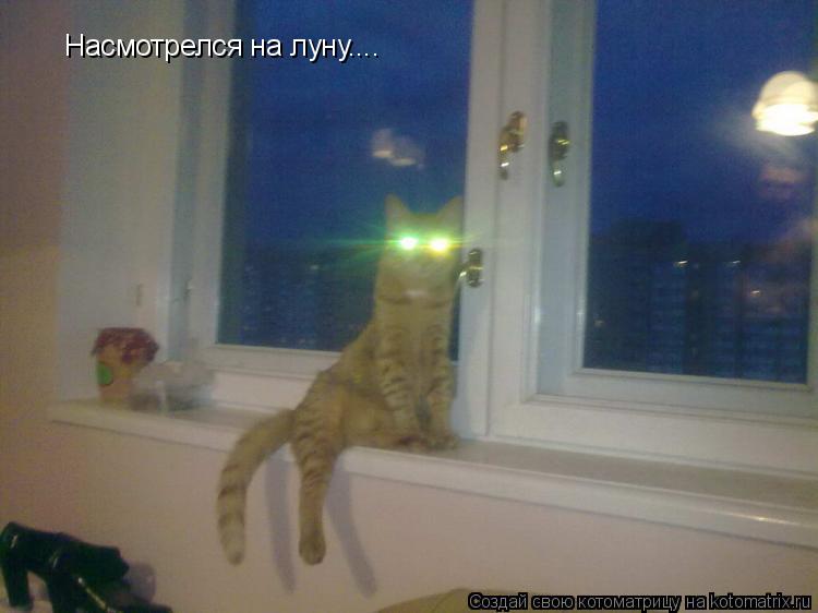 Насмотрелся на луну....... Котоматрица: Насмотрелся на луну....