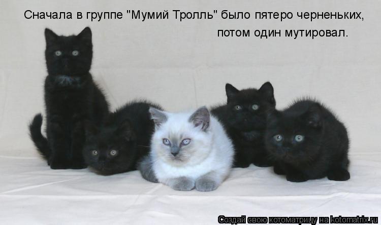Сначала в группе "Мумий Тролль" было пятеро черненьких, потом один мутировал.... Котоматрица: Сначала в группе "Мумий Тролль" было пятеро черненьких, потом один мутировал.