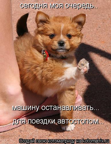сегодня моя очередь.. машину останавливать... для поездки автостопом...... Котоматрица: сегодня моя очередь.. машину останавливать... для поездки автостопом...