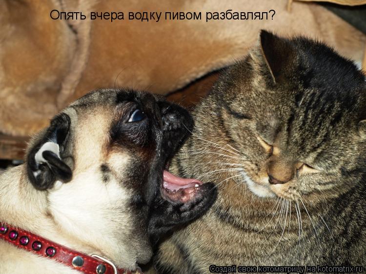 Котоматрица: Опять вчера водку пивом разбавлял?