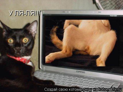 У ЛЯ-ЛЯ!!!... Котоматрица: У ЛЯ-ЛЯ!!!