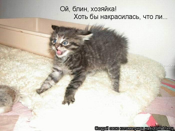 Котоматрица: Ой, блин, хозяйка! Хоть бы накрасилась, что ли...