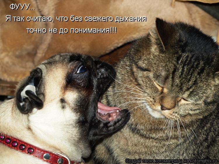Котоматрица: ФУУУ... Я так считаю, что без свежего дыхания точно не до понимания!!!