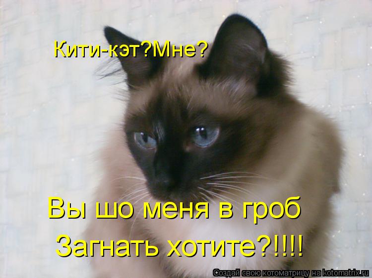 Кити-кэт?Мне? Вы шо меня в гроб Загнать хотите?!!!!... Котоматрица: Кити-кэт?Мне? Вы шо меня в гроб Загнать хотите?!!!!