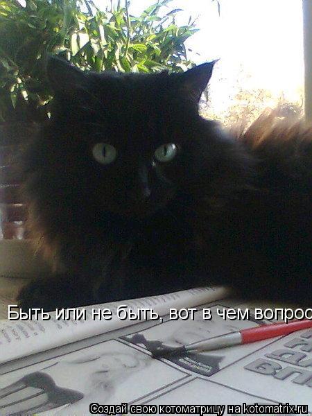 Быть или не быть, вот в чем вопрос...... Котоматрица: Быть или не быть, вот в чем вопрос...