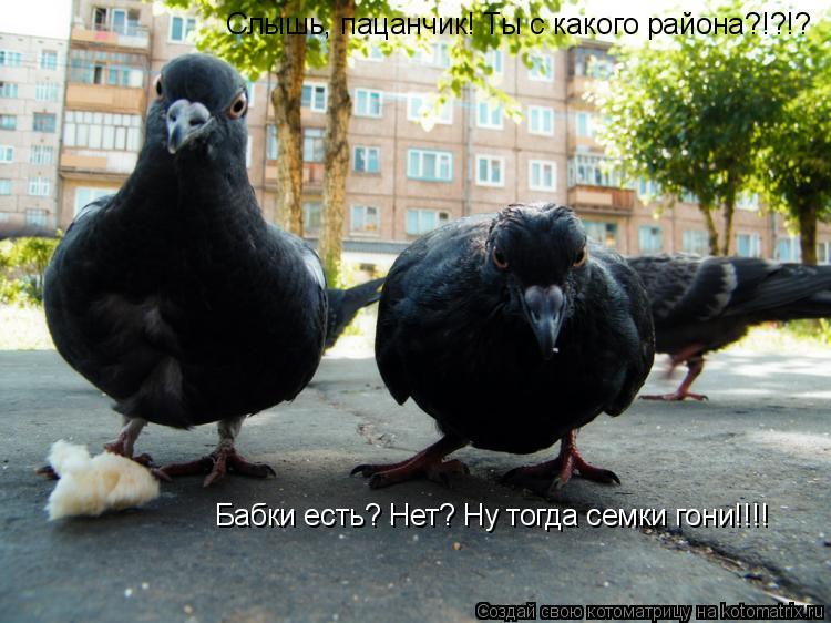 Бабки есть? Нет? Ну тогда семки гони!!!! Слышь, пацанчик! Ты с какого района?!?!?... Котоматрица: Бабки есть? Нет? Ну тогда семки гони!!!! Слышь, пацанчик! Ты с какого района?!?!?