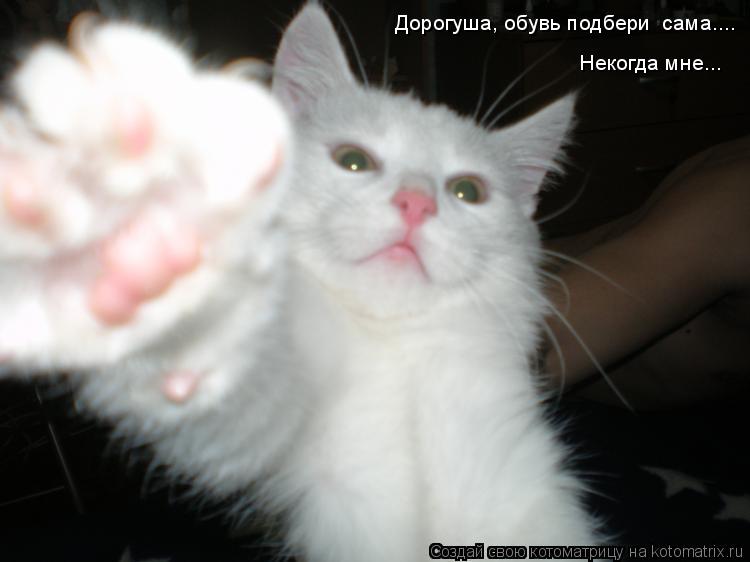 Дорогуша, обувь подбери сама.... Некогда мне...... Котоматрица: Дорогуша, обувь подбери сама.... Некогда мне...