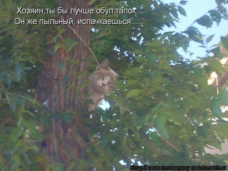 Хозяин,ты бы лучше обул тапок..... Он же пыльный, испачкаешься......... Котоматрица: Хозяин,ты бы лучше обул тапок..... Он же пыльный, испачкаешься......