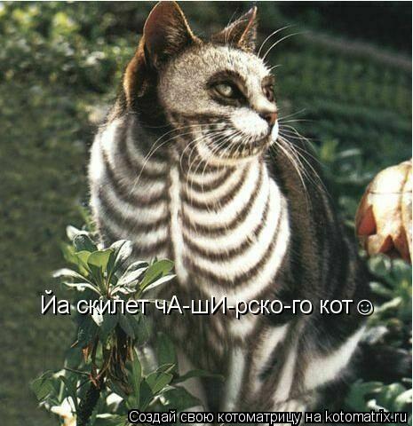 Йа скилет чА-шИ-рско-го кот☺... Котоматрица: Йа скилет чА-шИ-рско-го кот☺