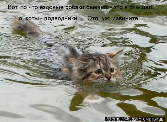Вот, то что ездовые собаки бывают - это я слышал. Но, коты - подводники......Это, уж, извините....... Котоматрица: Вот, то что ездовые собаки бывают - это я слышал. Но, коты - подводники......Это, уж, извините....