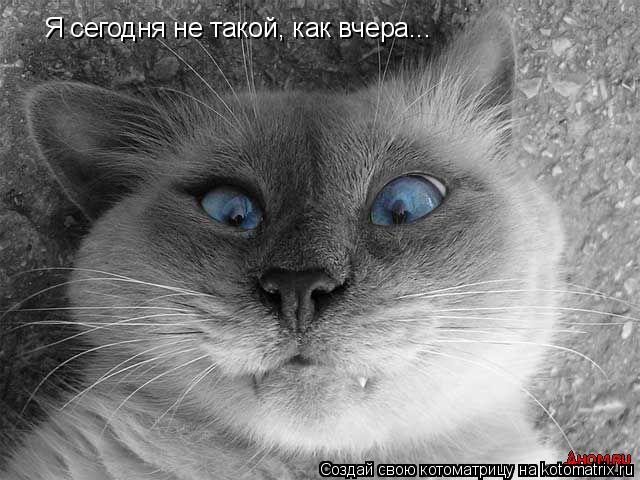 Котоматрица: Я сегодня не такой, как вчера...