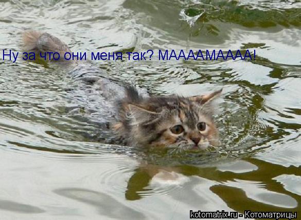 Котоматрица: Ну за что они меня так? МААААМАААА!