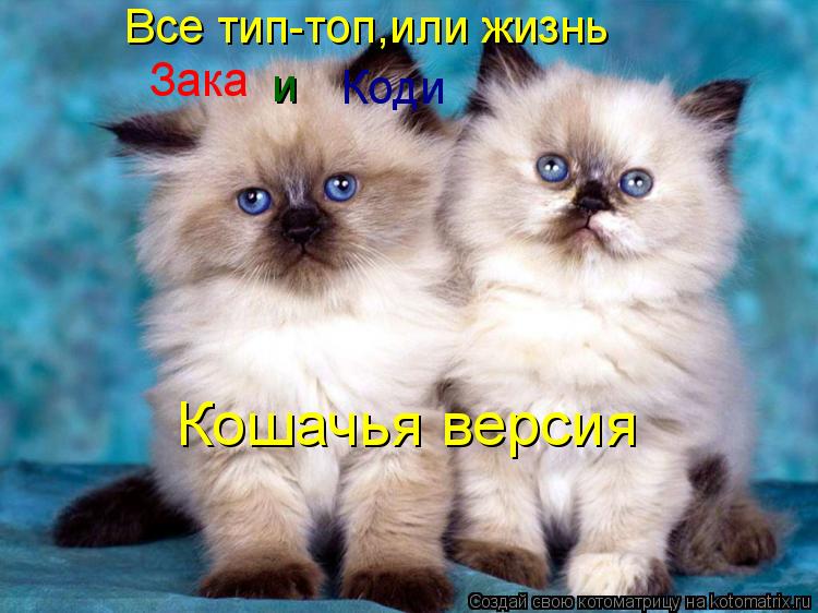Котоматрица: Все тип-топ,или жизнь Зака и  Коди Кошачья версия