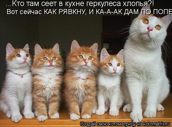 ...Кто там сеет в кухне геркулеса хлопья?! Вот сейчас КАК РЯВКНУ, И КА-А-АК ДАМ ПО ПОПЕ!!!... Котоматрица: ...Кто там сеет в кухне геркулеса хлопья?! Вот сейчас КАК РЯВКНУ, И КА-А-АК ДАМ ПО ПОПЕ!!!