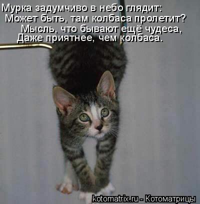 Мурка задумчиво в небо глядит: Может быть, там колбаса пролетит? Мысль, что бывают ещё чудеса,... Котоматрица: Мурка задумчиво в небо глядит: Может быть, там колбаса пролетит? Мысль, что бывают ещё чудеса, Даже приятнее, чем колбаса.