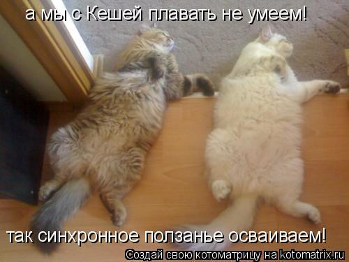 Котоматрица: а мы с Кешей плавать не умеем! так синхронное ползанье осваиваем!