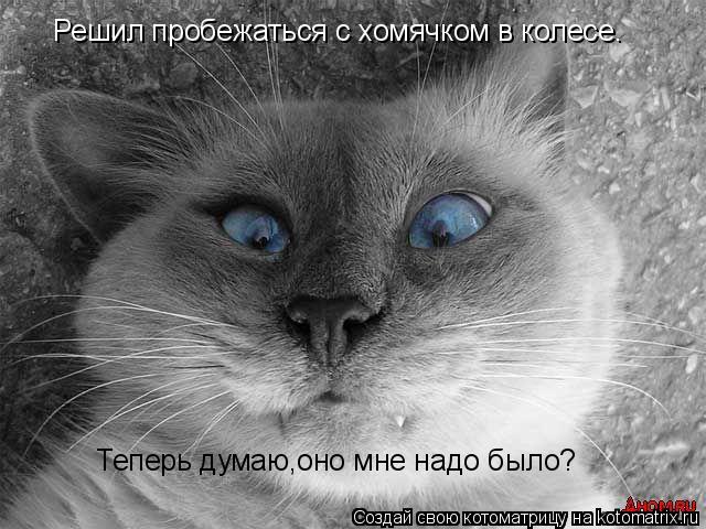 Решил пробежаться с хомячком в колесе. Теперь думаю,оно мне надо было?... Котоматрица: Решил пробежаться с хомячком в колесе. Теперь думаю,оно мне надо было?