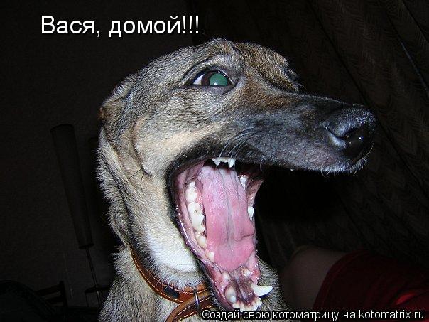 Вася, домой!!!... Котоматрица: Вася, домой!!!