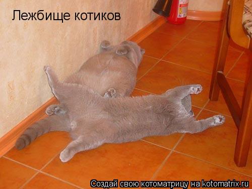 Лежбище котиков... Котоматрица: Лежбище котиков