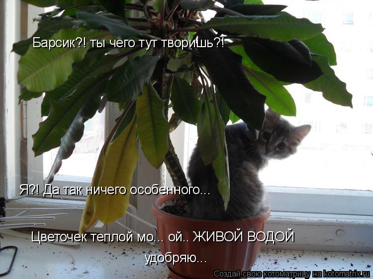 Барсик?! ты чего тут творишь?! Я?! Да так ничего особенного... Цветочек теплой мо... ой.. ЖИВОЙ ВОДОЙ... Котоматрица: Барсик?! ты чего тут творишь?! Я?! Да так ничего особенного... Цветочек теплой мо... ой.. ЖИВОЙ ВОДОЙ удобряю...