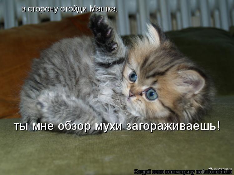 в сторону отойди Машка.. ты мне обзор мухи загораживаешь!... Котоматрица: в сторону отойди Машка.. ты мне обзор мухи загораживаешь!