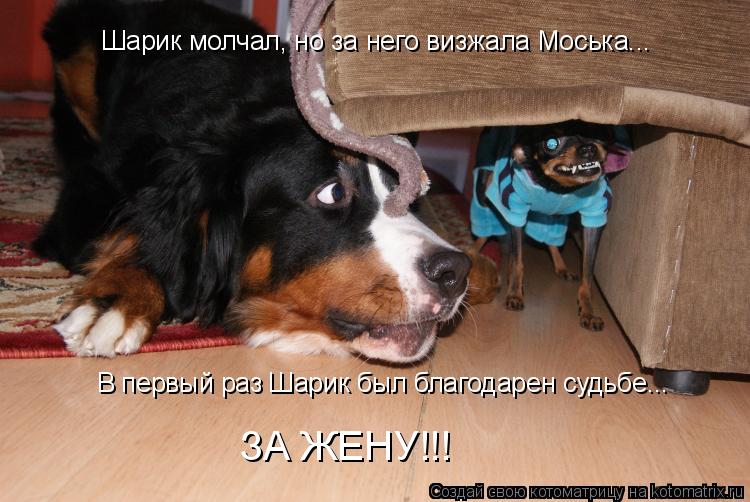 Шарик молчал, но за него визжала Моська... В первый раз Шарик был благодарен судьбе... ЗА ЖЕНУ!!!... Котоматрица: Шарик молчал, но за него визжала Моська... В первый раз Шарик был благодарен судьбе... ЗА ЖЕНУ!!!