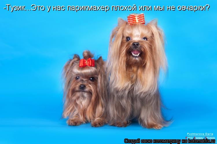 -Тузик...Это у нас парикмахер плохой или мы не овчарки?... Котоматрица: -Тузик...Это у нас парикмахер плохой или мы не овчарки?
