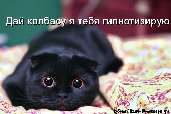 Дай колбасу я тебя гипнотизирую... Котоматрица: Дай колбасу я тебя гипнотизирую