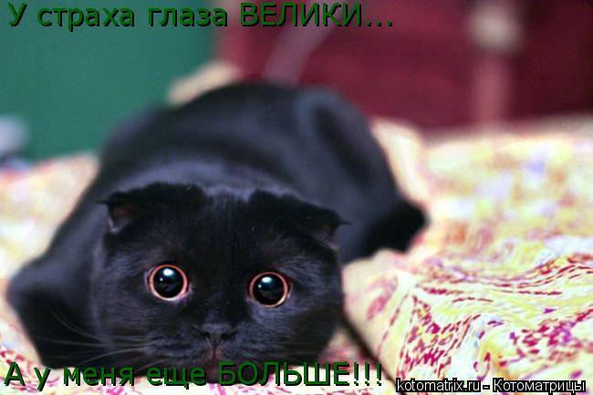 У страха глаза ВЕЛИКИ... А у меня еще БОЛЬШЕ!!!... Котоматрица: У страха глаза ВЕЛИКИ... А у меня еще БОЛЬШЕ!!!