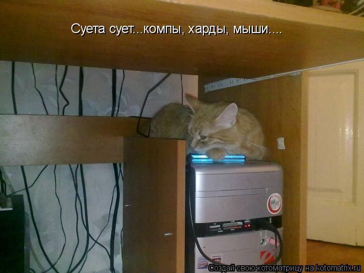 Суета сует...компы, харды, мыши....... Котоматрица: Суета сует...компы, харды, мыши....