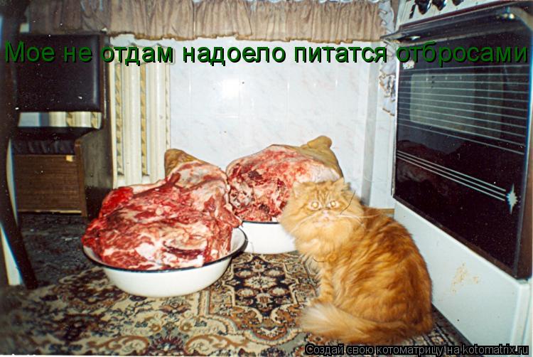 Мое не отдам надоело питатся отбросами... Котоматрица: Мое не отдам надоело питатся отбросами