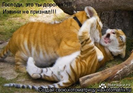 Господи, это ты дорогая?!!! Извини не признал!!!... Котоматрица: Господи, это ты дорогая?!!! Извини не признал!!!