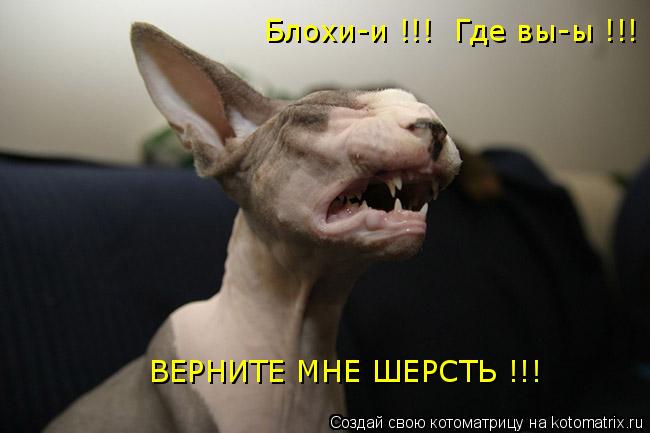 Блохи-и !!! Где вы-ы !!! ВЕРНИТЕ МНЕ ШЕРСТЬ !!!... Котоматрица: Блохи-и !!! Где вы-ы !!! ВЕРНИТЕ МНЕ ШЕРСТЬ !!!
