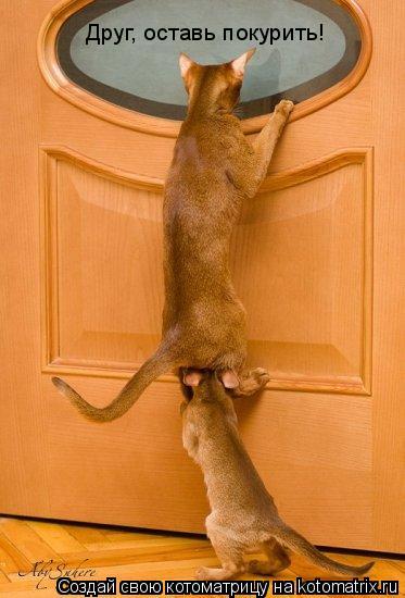Друг, оставь покурить!... Котоматрица: Друг, оставь покурить!