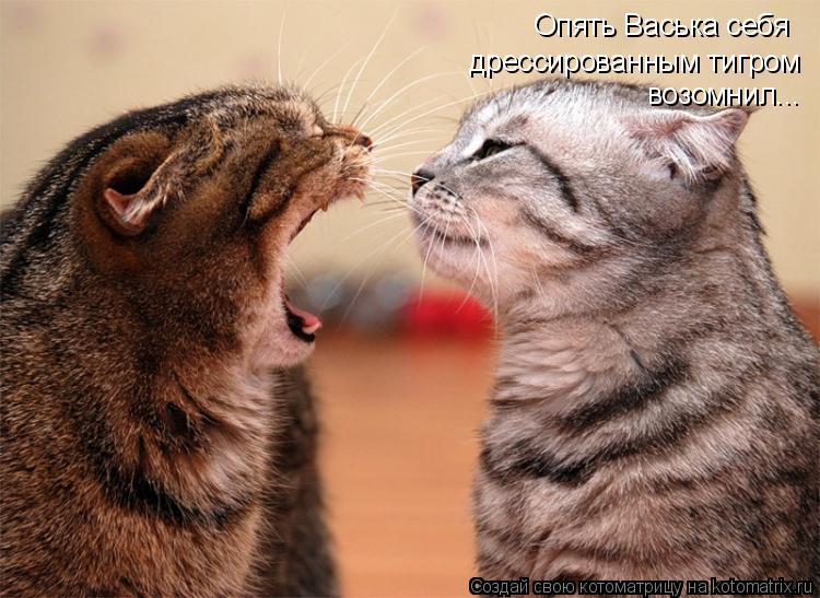 Котоматрица: Опять Васька себя  дрессированным тигром возомнил...