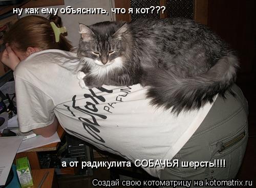ну как ему объяснить, что я кот??? ну как ему объяснить, что я кот??? а от радикулита СОБАЧЬЯ шерсть... Котоматрица: ну как ему объяснить, что я кот??? ну как ему объяснить, что я кот??? а от радикулита СОБАЧЬЯ шерсть!!!! а от радикулита СОБАЧЬЯ шерсть!!!!